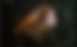 dans le petit bois - natacha nazarieff