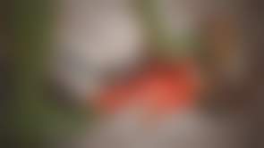 bestcelebgirls.com exclusive 3d marie rose nude teen, exclusive young 3d teen girl, 3dcg teen, SFM teen girl