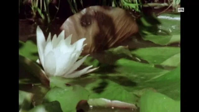 bestcelebgirls.com: anne bos sex in merette movie